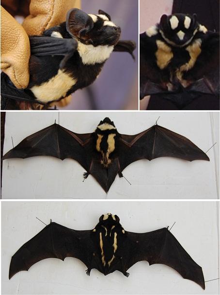 The new bat, Niumbaha superba, shown both alive and dead